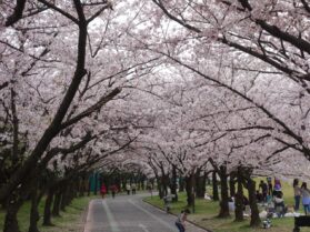 庄内緑地　桜